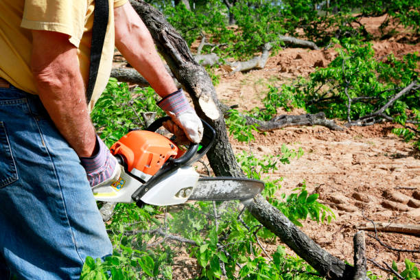  La Grange, IL Tree Services Pros